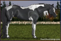 Horse Color:White Spotted Black Tobiano 