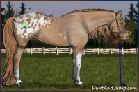Horse Color:Chestnut Tobiano Appaloosa 