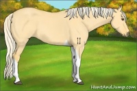 Horse Color:Palomino Dun Tobiano 