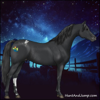 Horse Color:Black Appaloosa Rabicano 