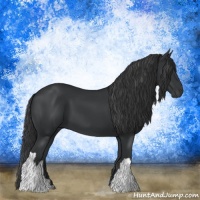 Horse Color:Black 
