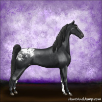 Horse Color:Black Appaloosa Rabicano 