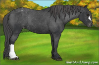 Horse Color:Black Appaloosa Rabicano 