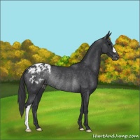 Horse Color:Black Appaloosa Rabicano 