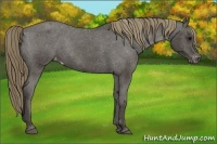 Horse Color:Smoky Black Varnish Rabicano 