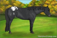 Horse Color:Black Appaloosa Rabicano