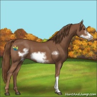 Horse Color:Chestnut Frame 
