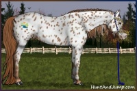Horse Color:Chestnut Appaloosa 