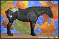 Horse Color:Black Appaloosa Rabicano 