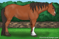 Horse Color:Bay 