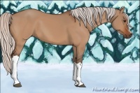 Horse Color:Silver Bay Dun 
