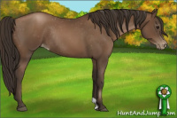 Horse Color:Gray Black Pearl Appaloosa Rabicano 
