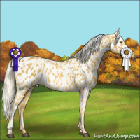Horse Color:Palomino Appaloosa and Gray Palomino Appaloosa