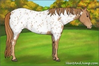 Horse Color:Chestnut Near Leopard 