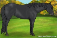 Horse Color:Black Appaloosa Rabicano