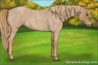 Horse Color:Red Roan 