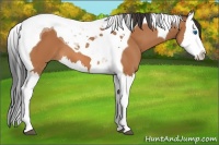 Horse Color:Bay Splash Tobiano