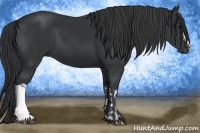 Horse Color:Black and Black