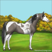 Horse Color:Grullo Splash Tobiano 