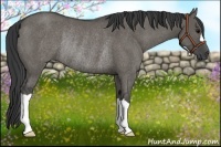 Horse Color:Grullo Rabicano 