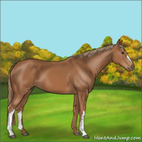 Horse Color:Chestnut 