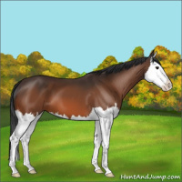 Horse Color:Bay Splash 