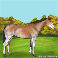 Horse Color:White Spotted Bay 