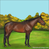 Horse Color:Brown 