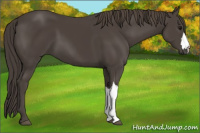 Horse Color:Smoky Black 