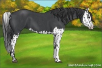 Horse Color:Blue Roan and Blue Roan Splash