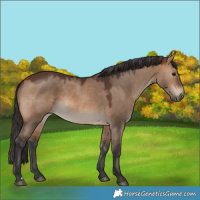 Horse Color:Brown Dun 