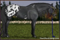 Horse Color:Black Appaloosa Rabicano 
