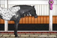 Horse Color:Black Appaloosa Rabicano 