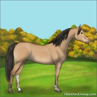 Horse Color:Bay Dun 