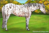 Horse Color:Bay Appaloosa  and Bay Appaloosa 