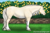 Horse Color:Palomino Pearl Tobiano 