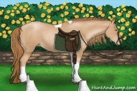 Horse Color:Chestnut Pearl Tobiano