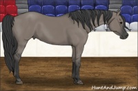 Horse Color:Grullo Rabicano 