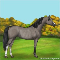 Horse Color:Grullo Rabicano 