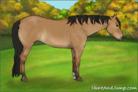 Horse Color:Gray Bay Dun 