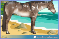 Horse Color:White Spotted Liver Red Dun Brindle 