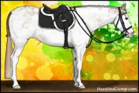 Horse Color:Chestnut Sabino