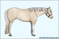 Horse Color:Silver Grullo Pearl 