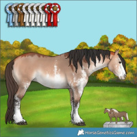 Horse Color:White Spotted Bay Dun Mushroom 