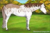 Horse Color:Red Dun Splash and Red Dun Splash