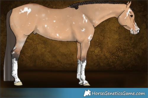 Horse Color:White Spotted Bay Dun Splash 