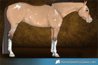 Horse Color:White Spotted Bay Dun Splash 