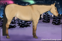 Horse Color:Gray Bay Dun 