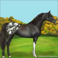 Horse Color:Liver Chestnut Appaloosa 