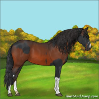 Horse Color:Black  and Brown 